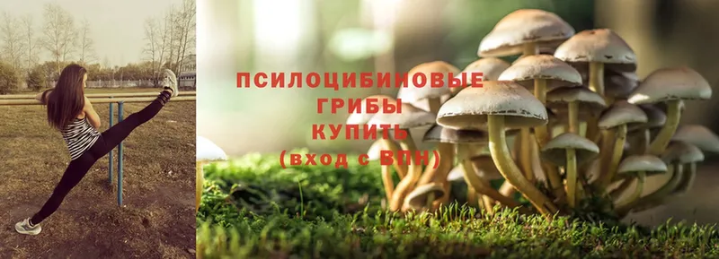 Псилоцибиновые грибы Magic Shrooms  Нерехта 